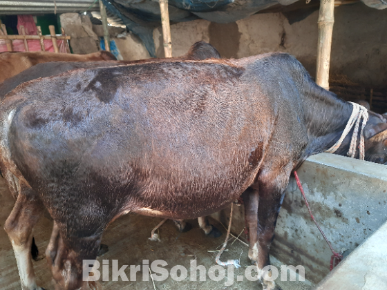 গরু